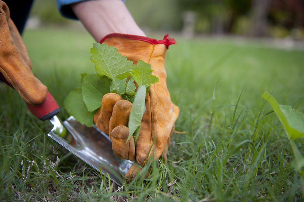 Spring weeding for garden and lawn care