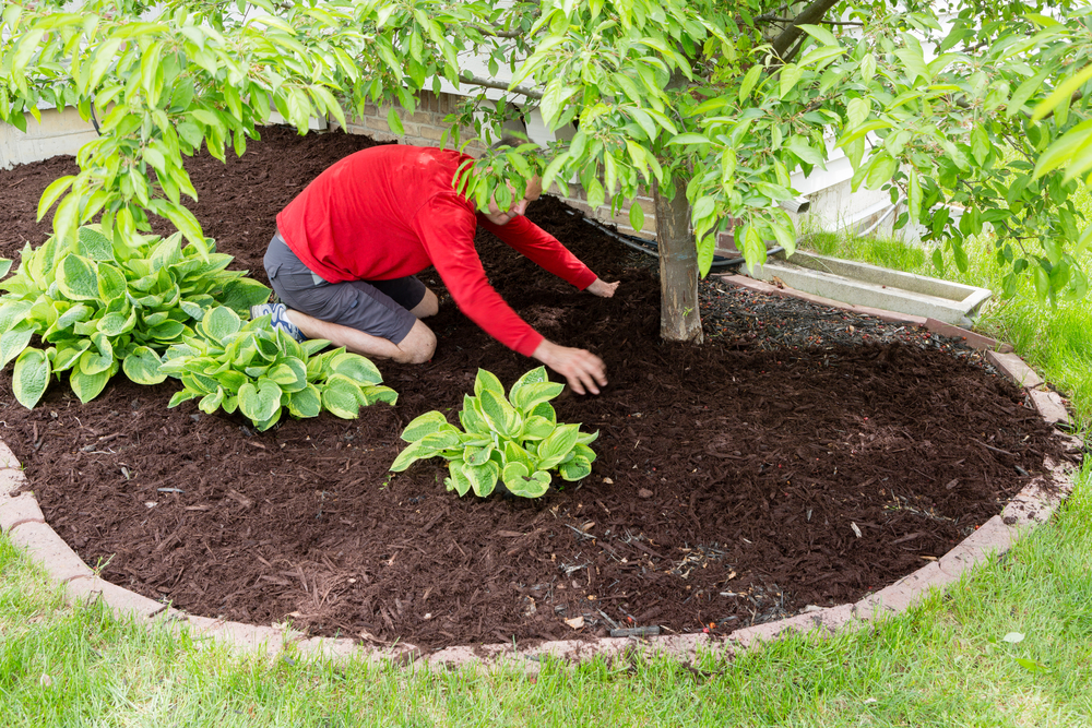 lay fresh mulch in the spring