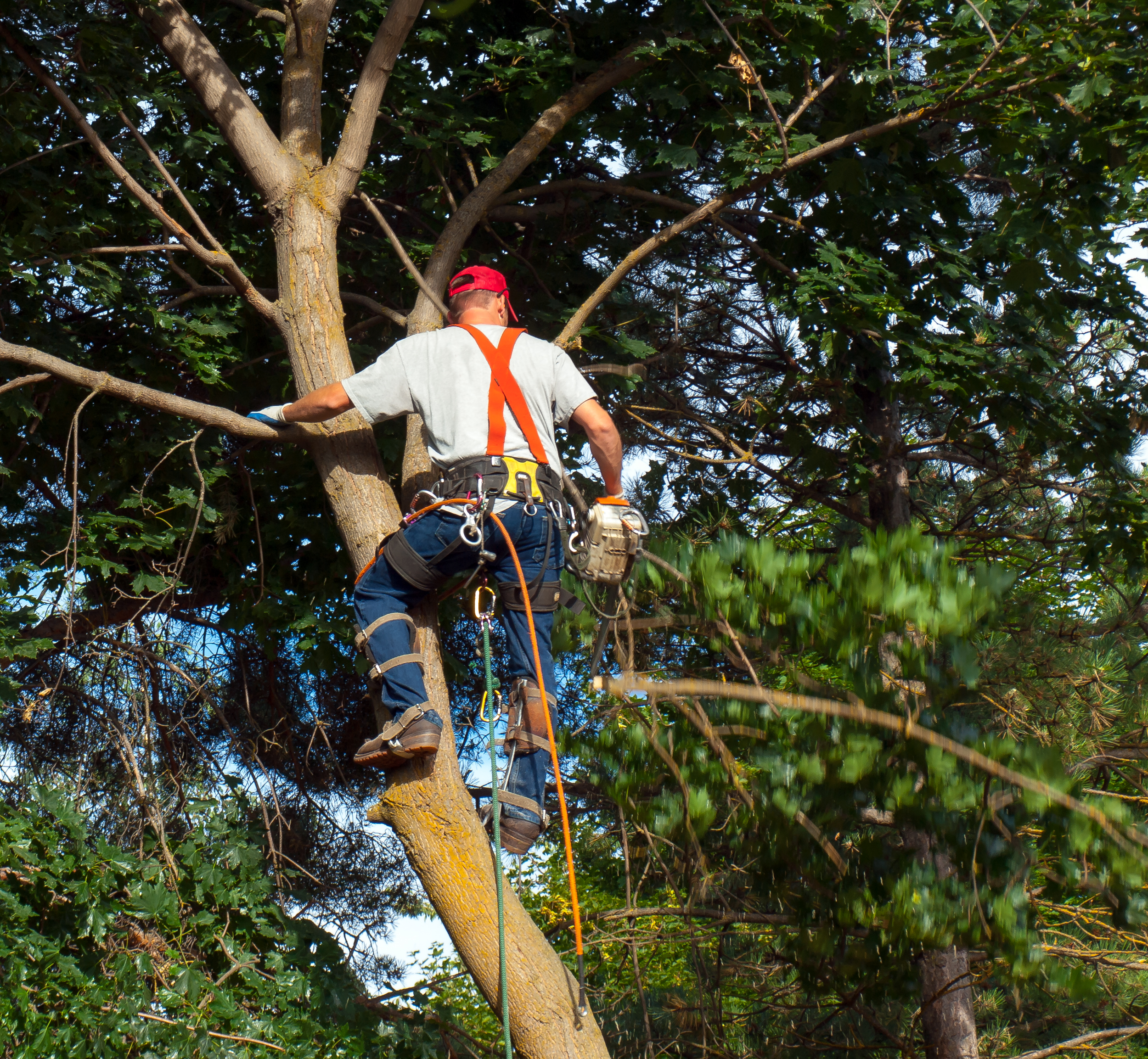 Tree Removal