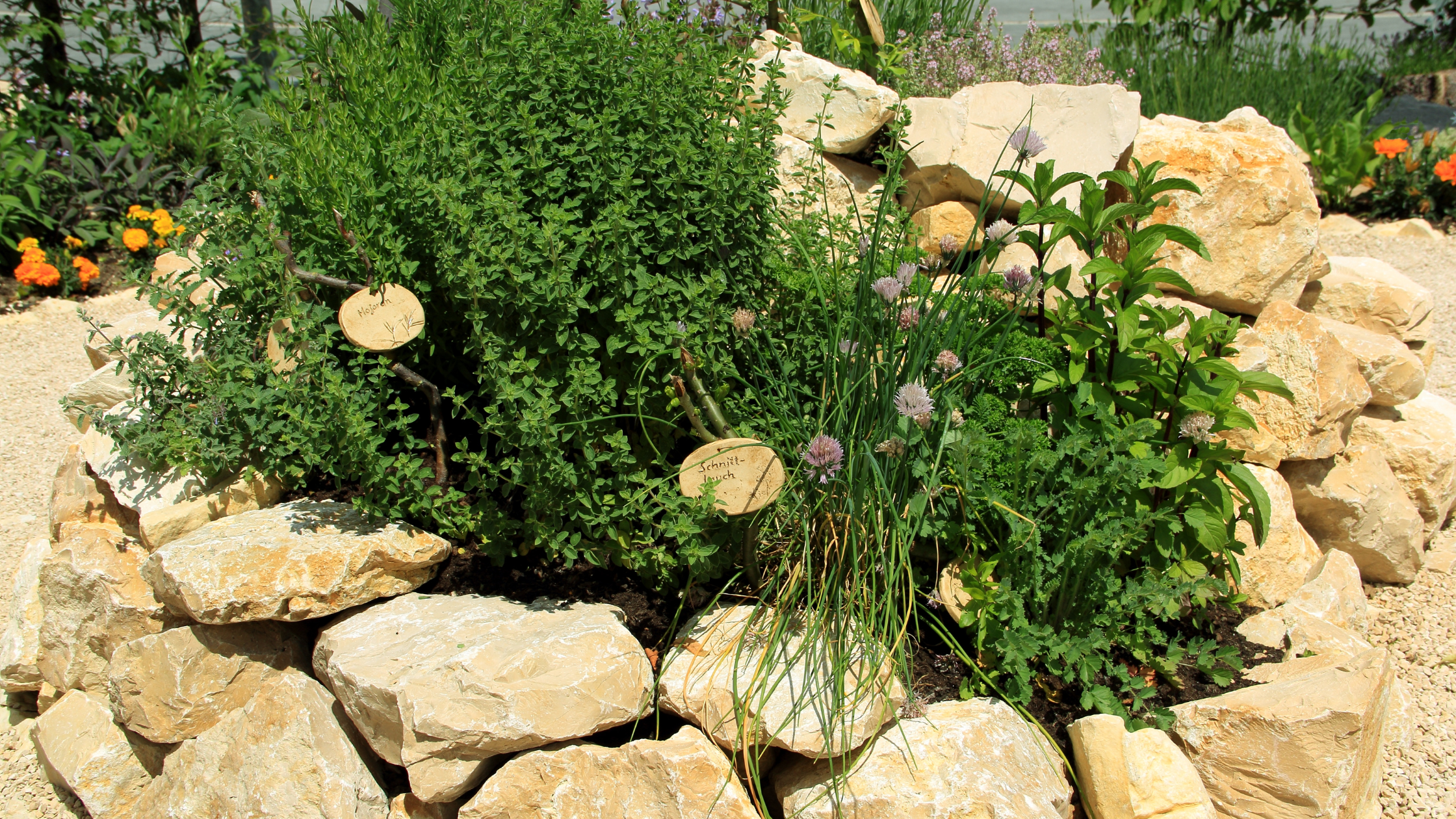 herb garden in rain garden